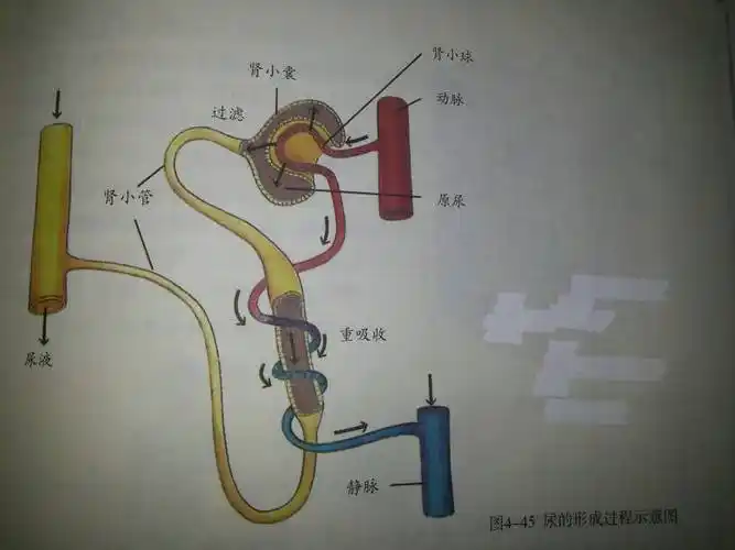 尿是怎样产生的