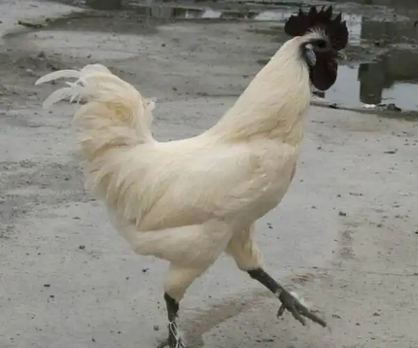 江山白羽乌骨鸡