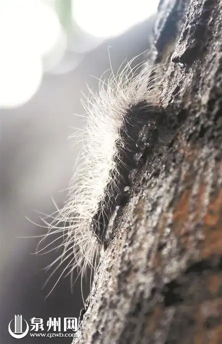鲤城玉霞社区树上民宅遍地毛毛虫将联系农业部门消杀