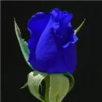 蓝色妖姬超美头像