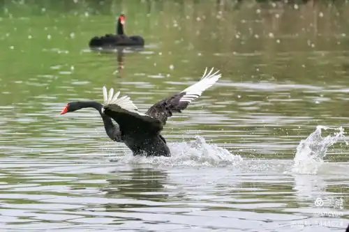 其它 黑天鹅 写美篇原产于澳洲,是天鹅家族中的重要一员,为世界著名