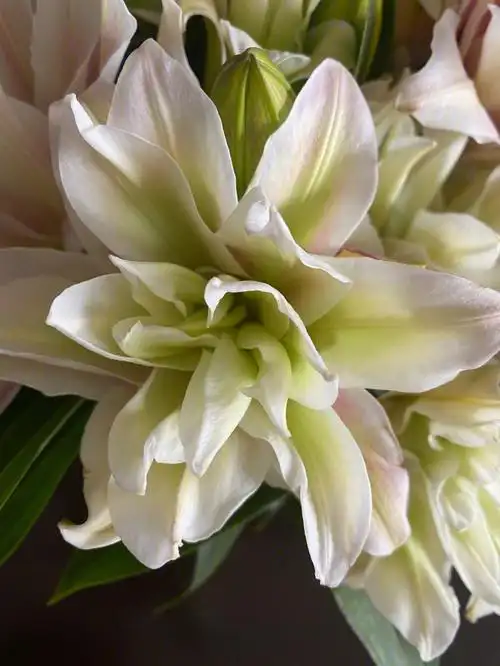 迷你芥末百合和丹特菊