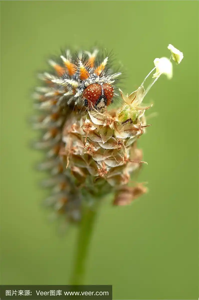 一朵花上一条五颜六色的毛毛虫