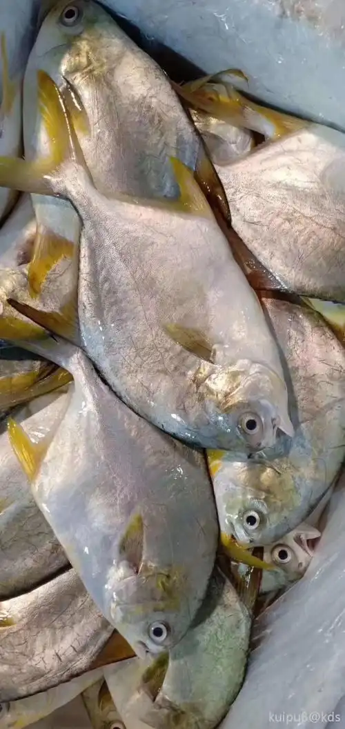 出售野生金鲳鱼一份五斤特价266元包邮