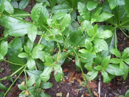 草参幼苗图片是怎样的