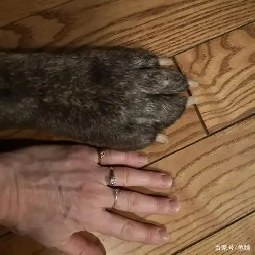 大爪子还是小手?