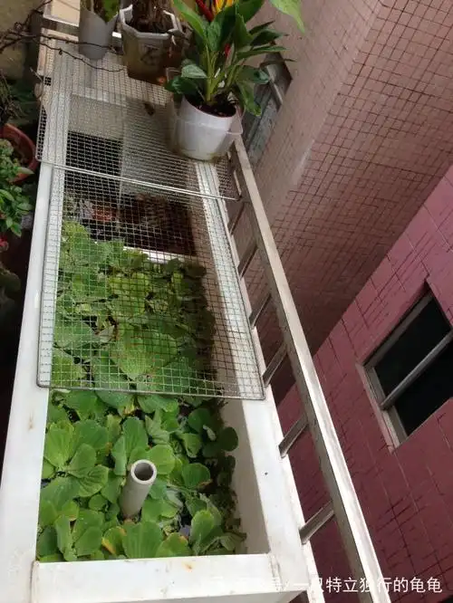 阳台龟池整体图片