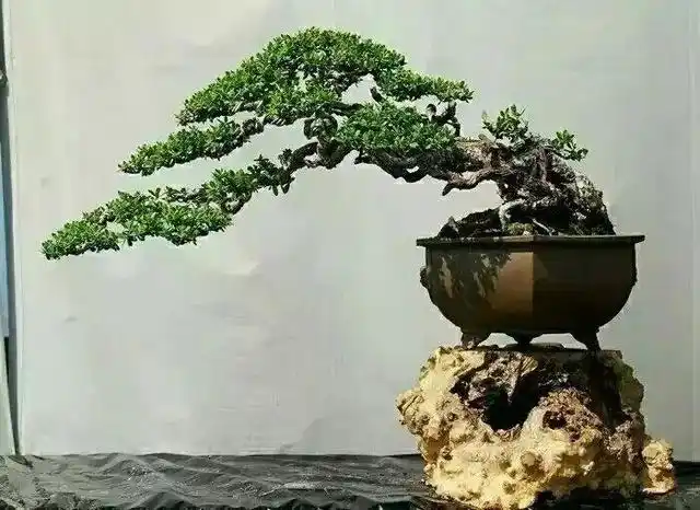 临水盆景,水影深情,最优雅的盆景造型手法