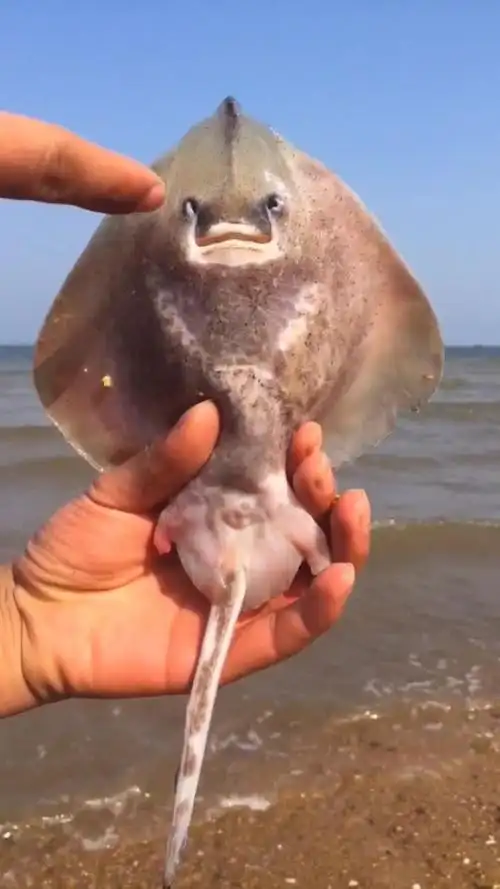 这个非常可爱的叫魔鬼鱼