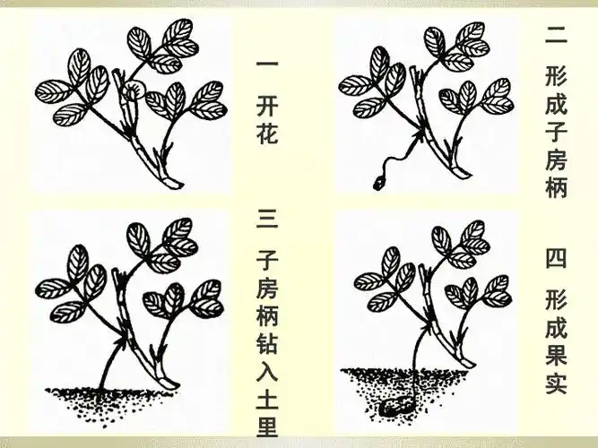 部编版五年级上册语文落花生课件8