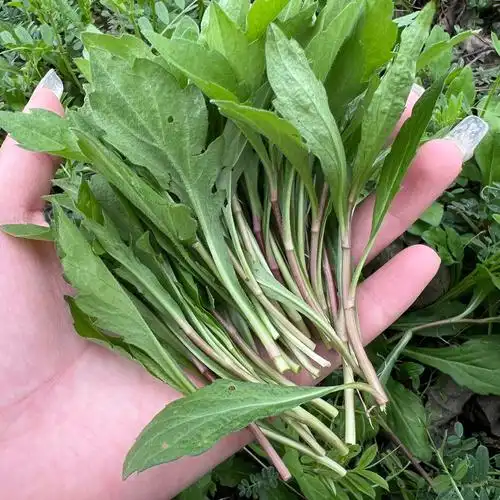 到底哪个野菜可以吃