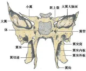 蝶骨的结构包括:中央的体部,一对小翼,一对大翼以及蝶骨体和大翼交界