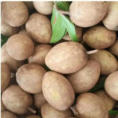 广东当季水果人心果 孕妇水果人参果超甜 人生果应季水果新鲜 大果 圆