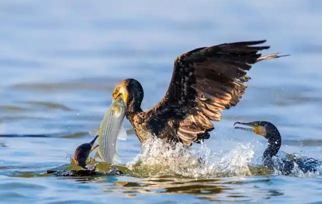 农民用鸬鹚捕鱼像开外挂,却屡遭禁止,网友:野生鸬鹚要捕杀吗?