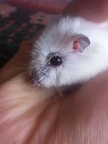 仓鼠眼睛这样怎么办