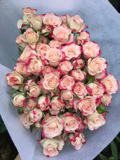 花店日常  #折射泡泡玫瑰  #鲜花分享