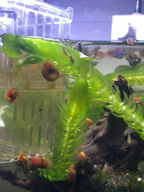 竟然在缸里发现一个超大的豆娘幼虫