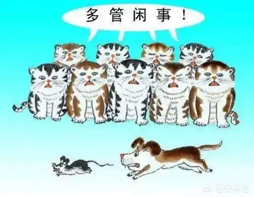 为什么猫爪老鼠天经地义,狗拿耗子多管闲事