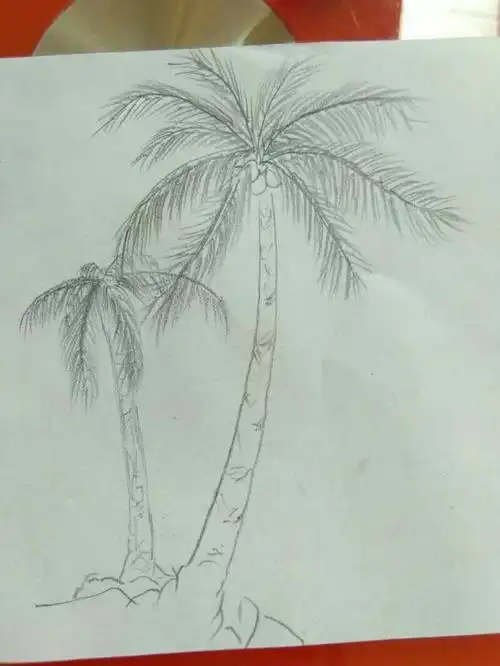 初稿椰子树2
