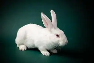 卡通可爱手绘小白兔子图案电脑桌面分区壁纸147859电脑桌面分区粉色可