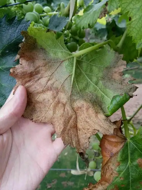 葡萄,是生理病害么?