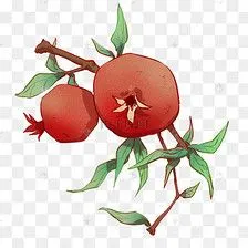 霜降石榴树植物