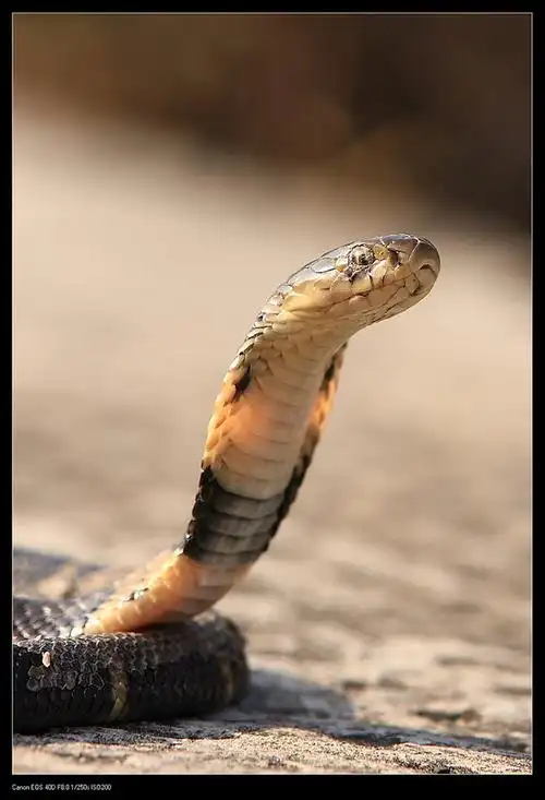 冬眠中的蛇也出来晒太阳