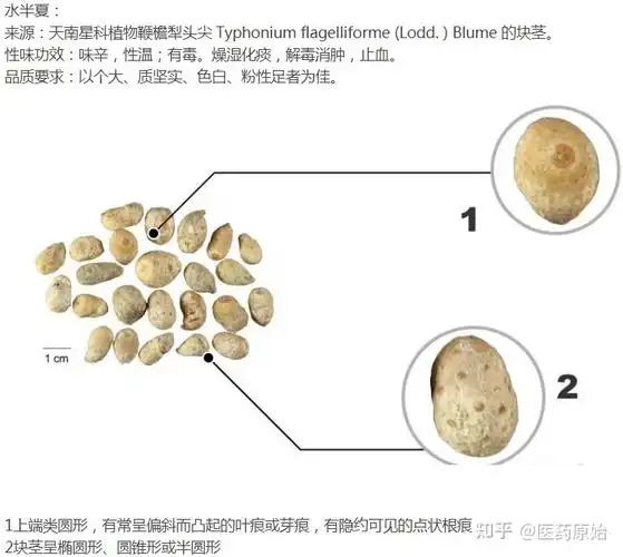 带你识别水半夏