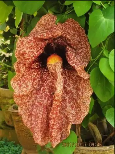 盘点世界上最可怕的植物,它们可怕在哪?