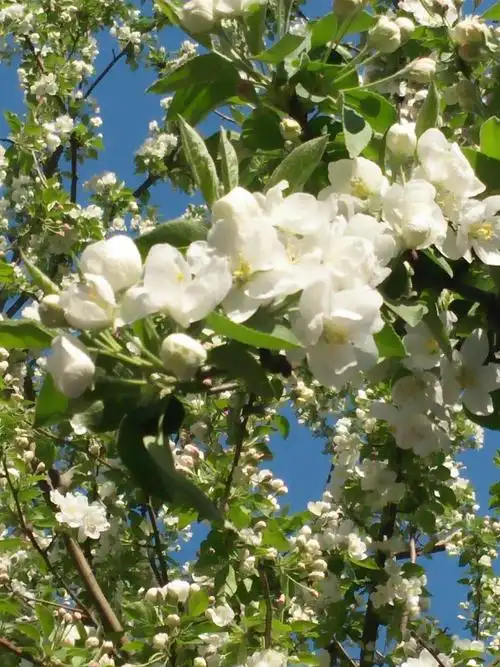 2019年的春天海棠果花.