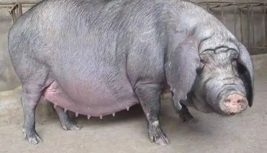 太湖猪(世界上产仔数最多的猪种)_尚可名片