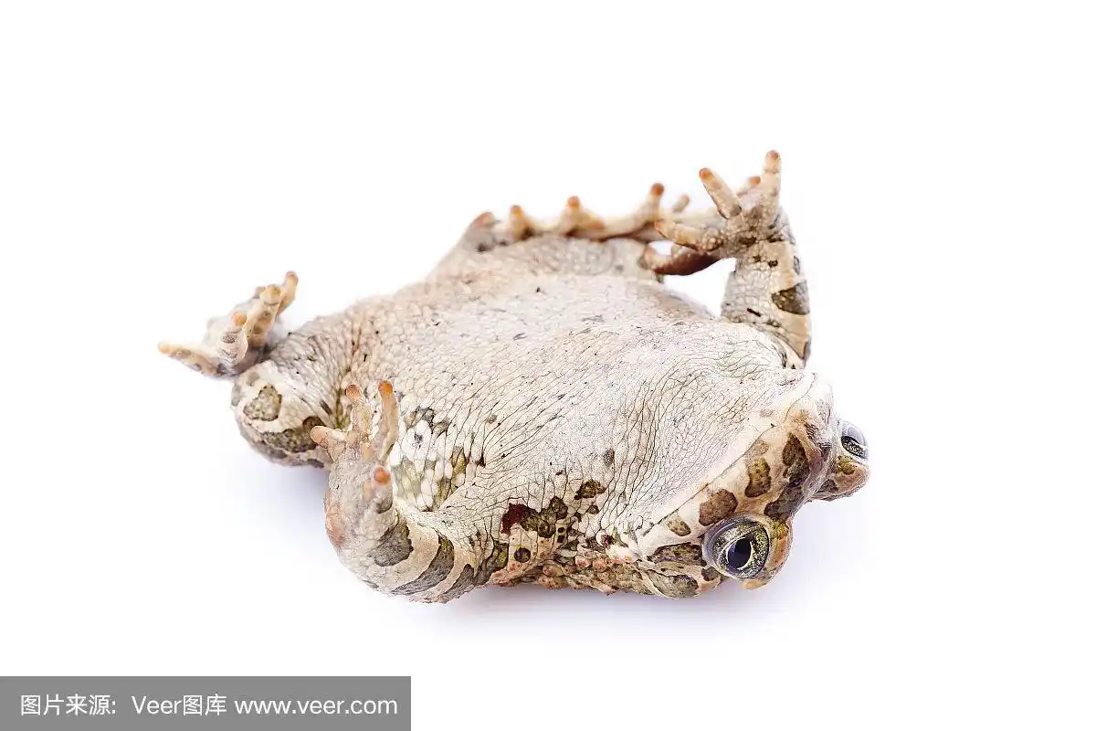 青蛙,幽默,疣,腹腔,动物身体部位