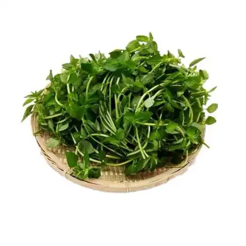 云南德宏野菜傣族调料新鲜蔬菜正宗香嫩水薄荷水香菜泡沫箱 1000克