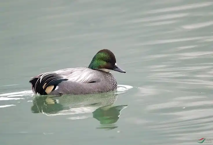 罗纹鸭