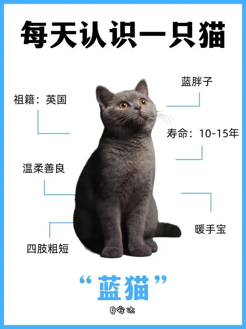 墩实的蓝胖子——英短蓝猫说明书.