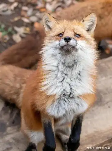 这个小狐狸真可爱,可能是妲己的转世?