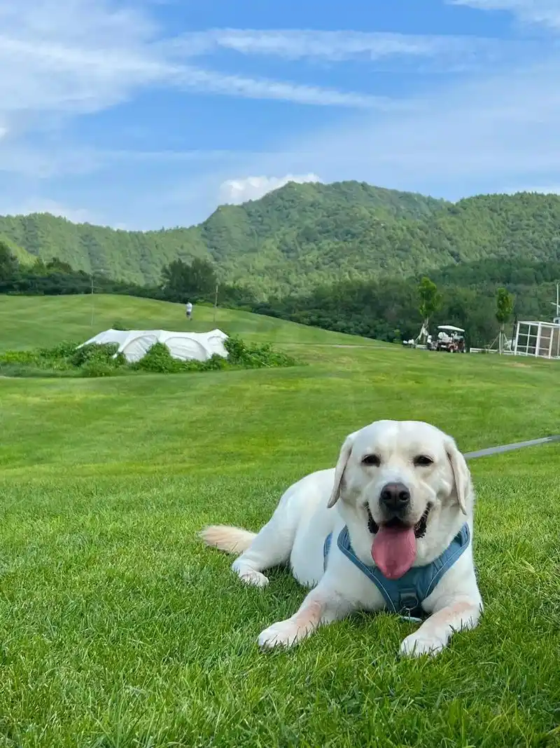 一定要带狗狗去露营呀7215.