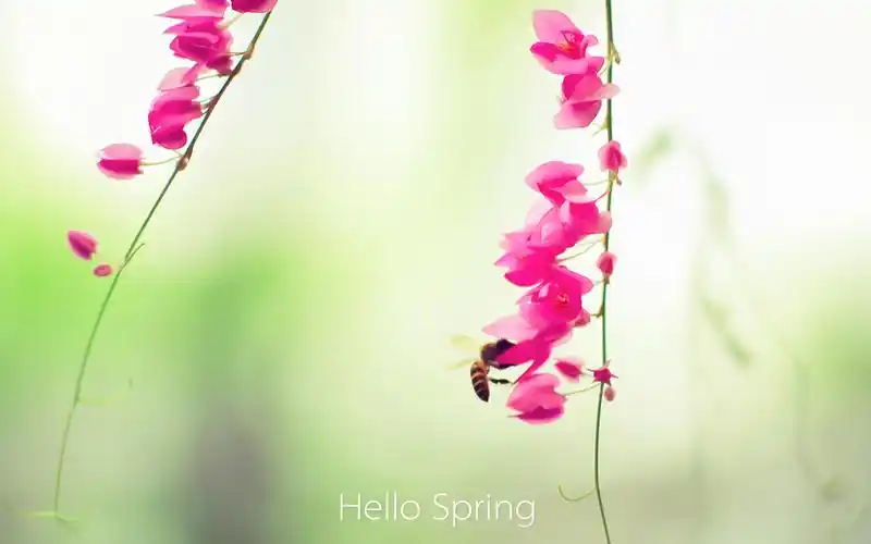 春天你好清新桌面壁纸