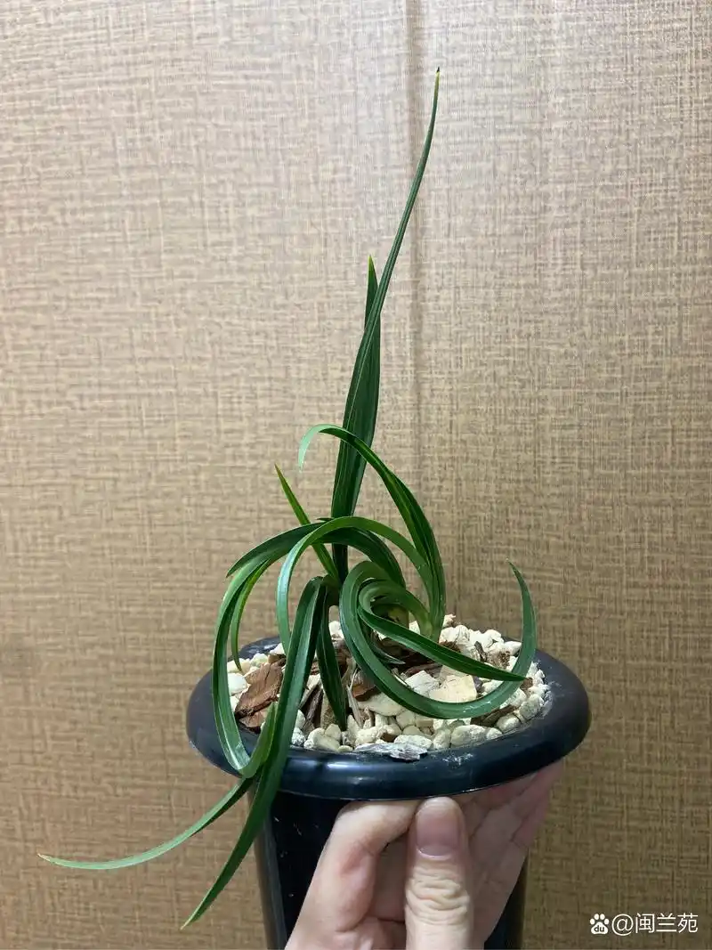 惠兰水晶盘龙型草