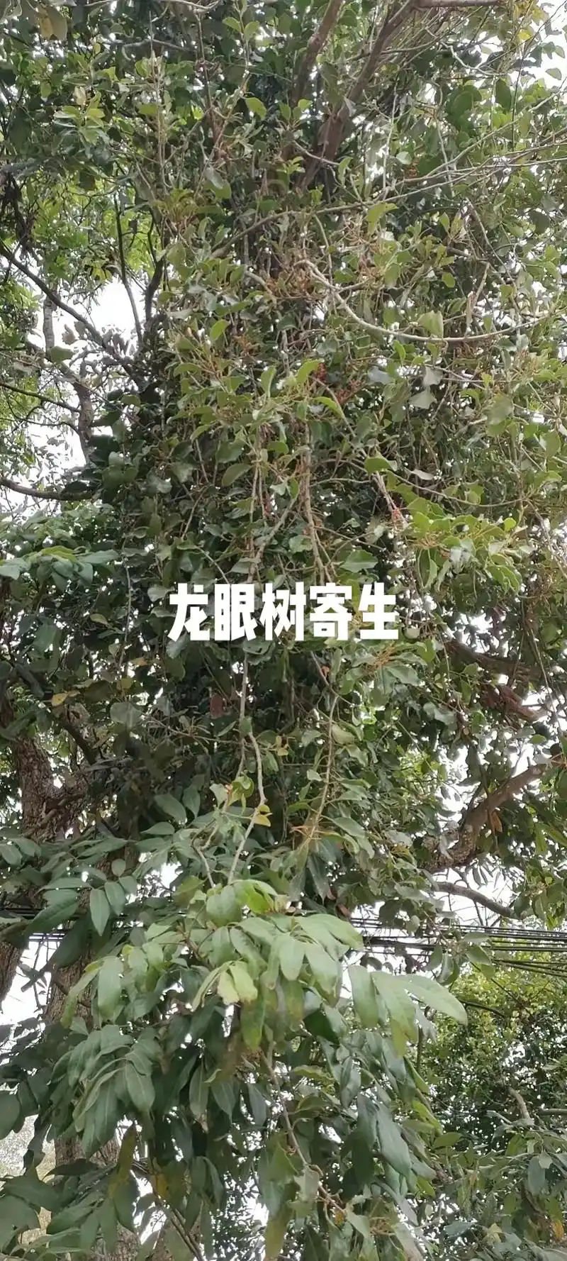 市面上卖的寄生茶,很多都是多种混合寄生树茶.
