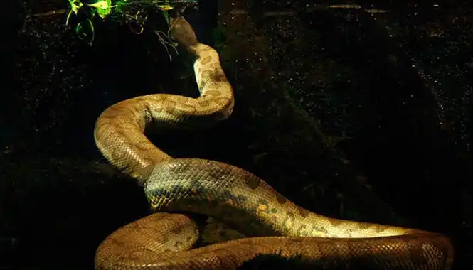 突然梦到很大的蟒蛇为什么(突然梦到很大的蟒蛇为什么会死)