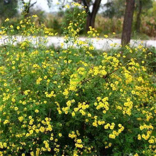 厂家供应甘野菊花卉种子 黄色花卉袋装花籽