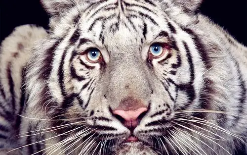 威猛霸气老虎壁纸_超霸气的威武老虎