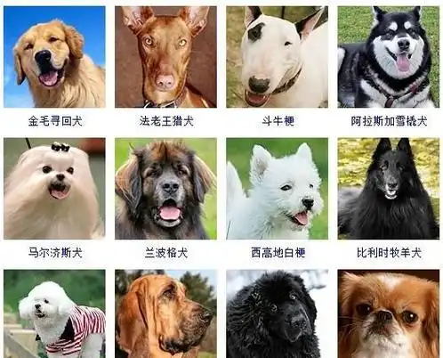 宠物狗的品种及价格,宠物犬类品种大全图3