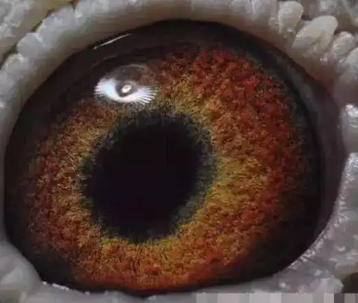 鸽眼荡角是黑色的种鸽是好鸽