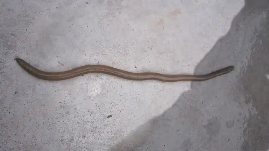 p>巨型蚯蚓,是南美森林中存在着一种巨大的 a href="#" data-lemmaid