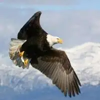 自由飞翔头像_微信头像图片大全