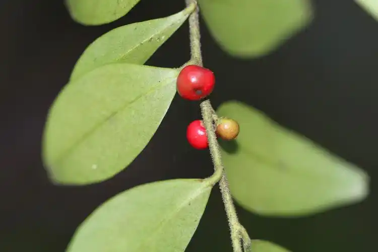 庆元植物1290-冬青科-冬青属-矮冬青