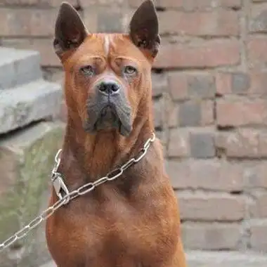 重庆犬价格多少钱一只 川东猎犬打架怎么样