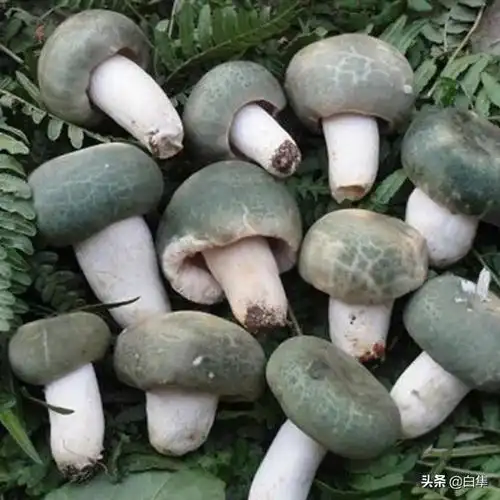 营养美味的野生菌菇大盘点(可食用野生菌参考推荐)